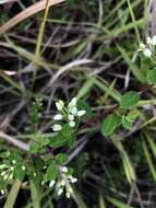 Image of Berchemia lineata (L.) DC.