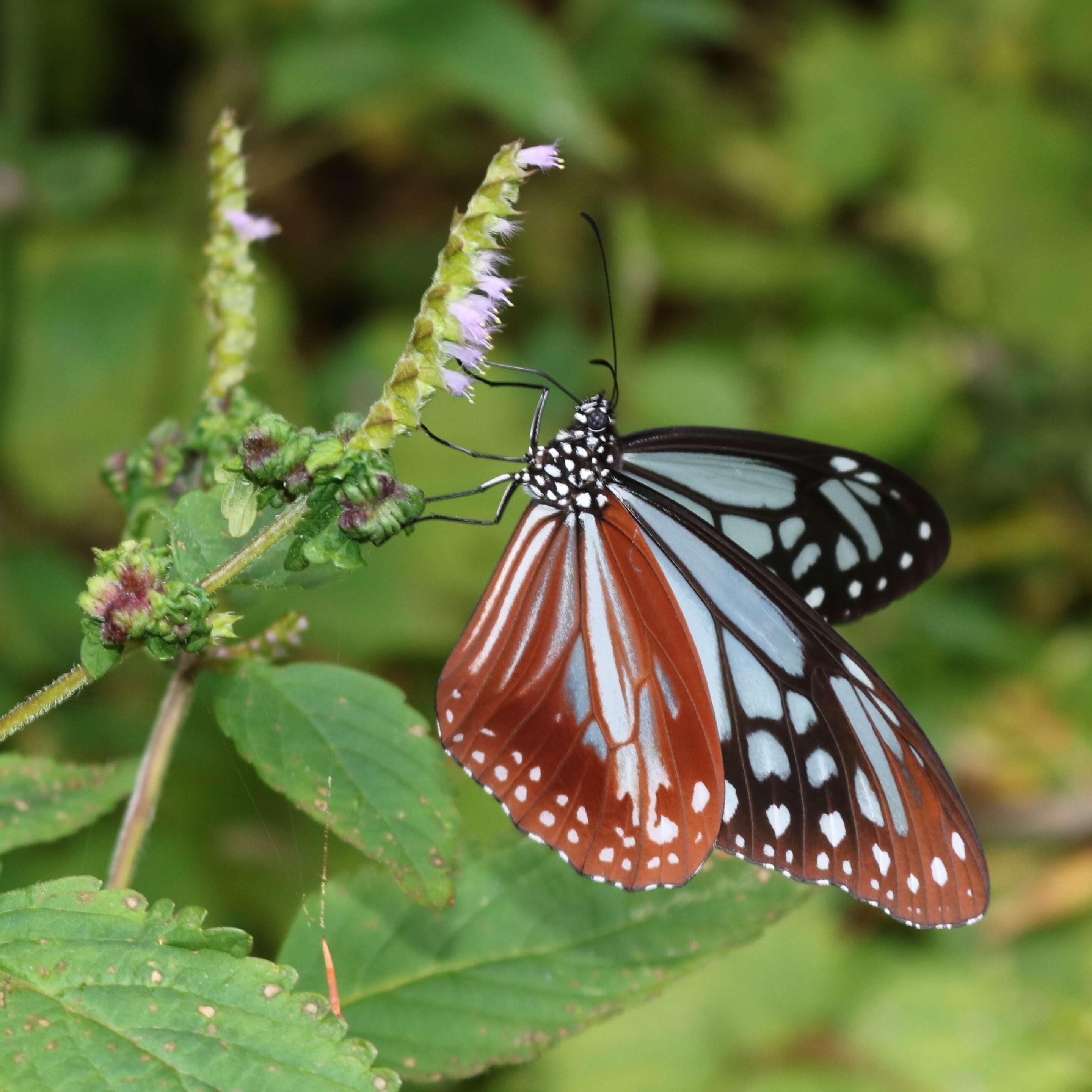 Image of crested latesummer mint