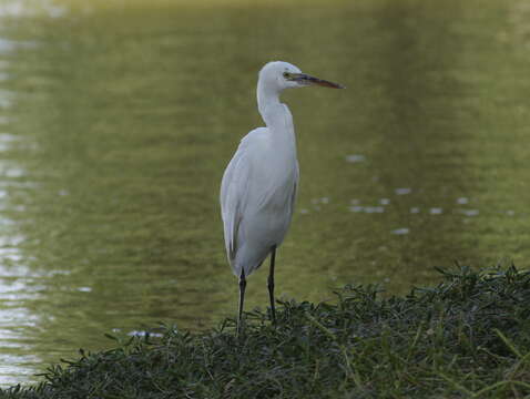 Image of Egretta gularis schistacea (Hemprich & Ehrenberg 1828)