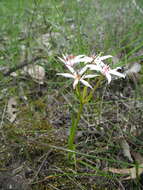 Image of Burchardia multiflora Lindl.