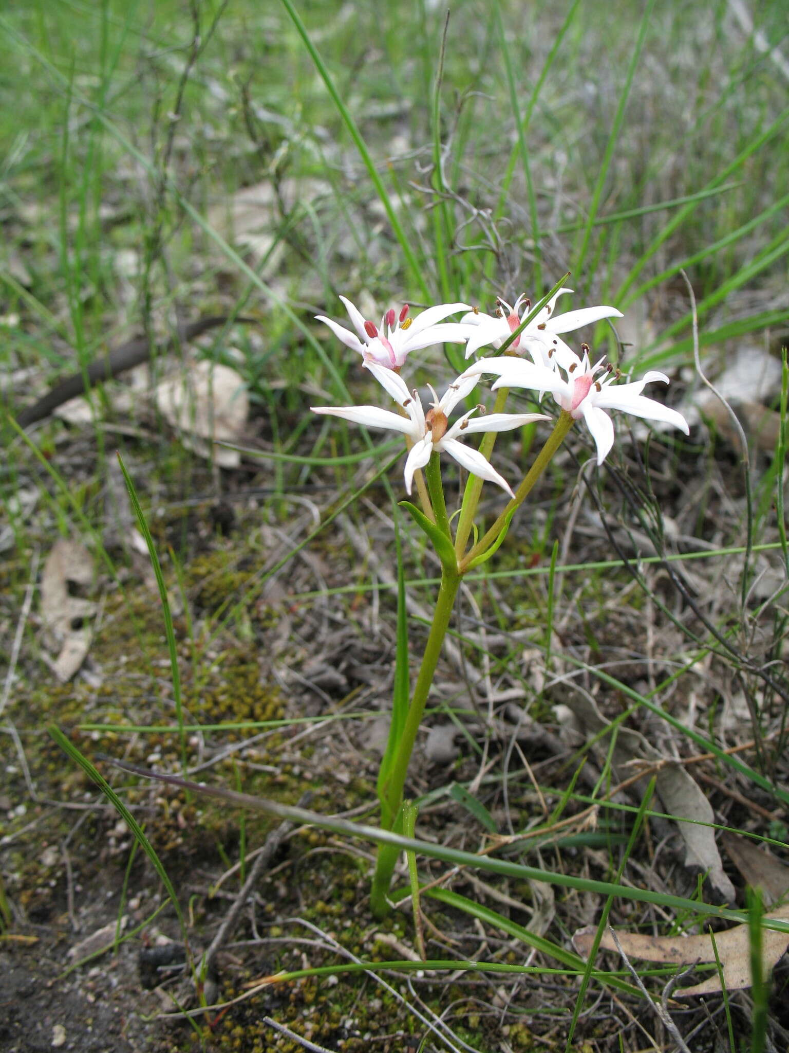 Image of Burchardia multiflora Lindl.