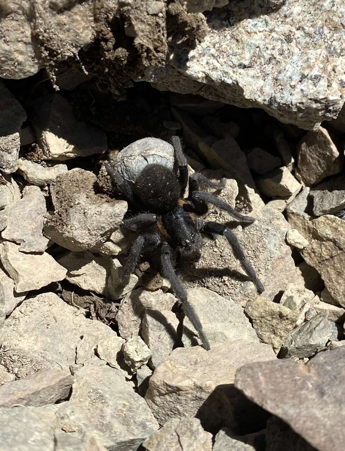 Image of Aglaoctenus puyen Piacentini 2011