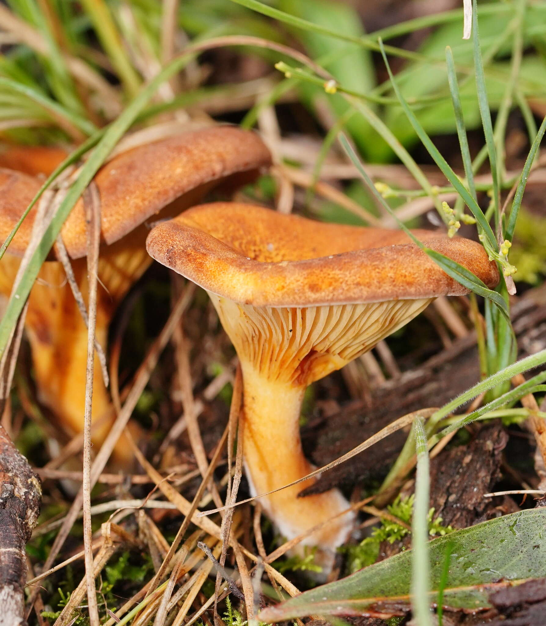 Plancia ëd Austropaxillus infundibuliformis (Cleland) Bresinsky & Jarosch 1999