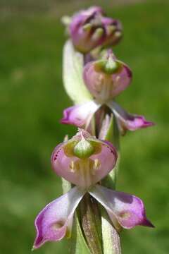 Image of Disperis cooperi Harv.