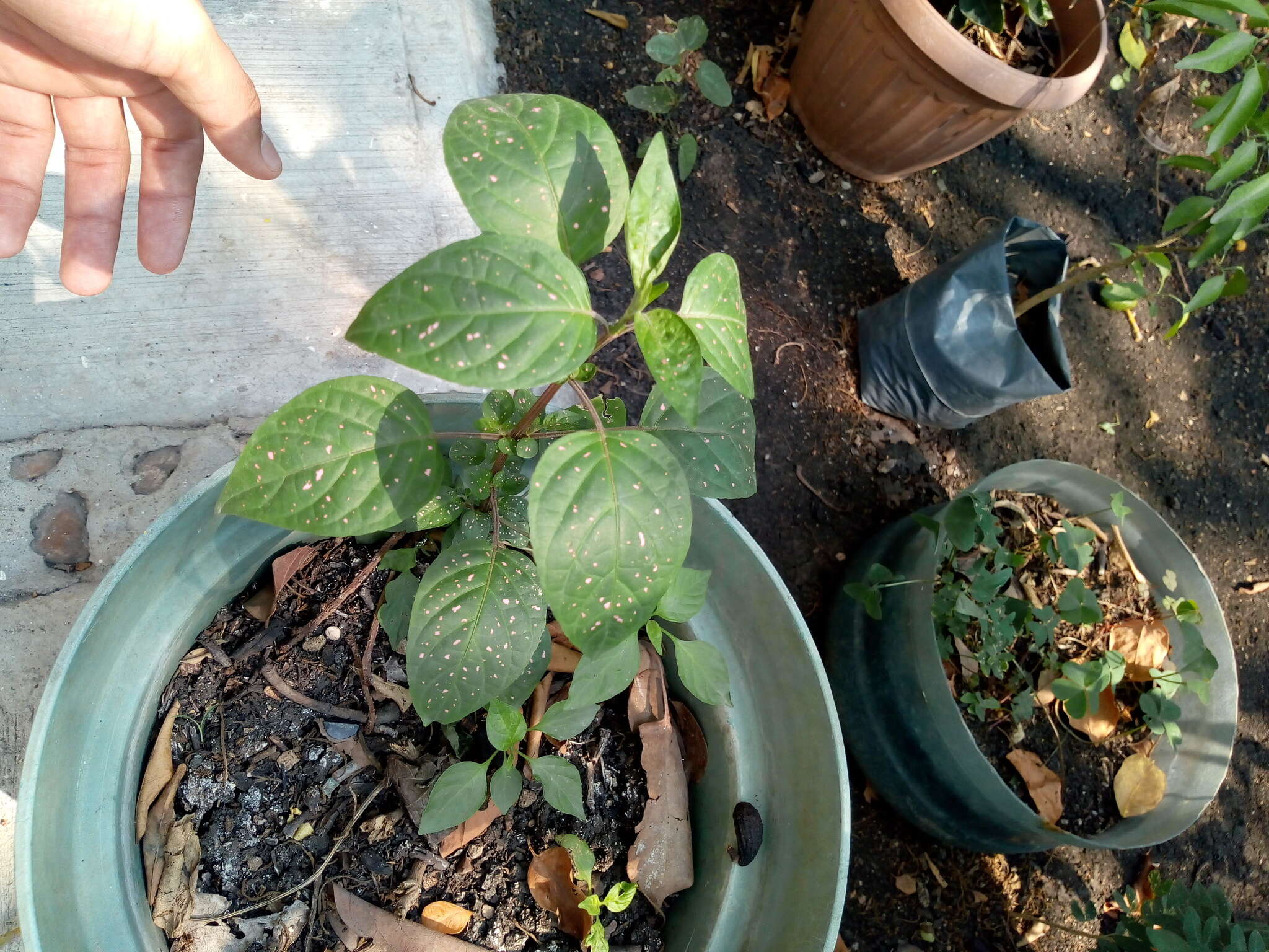 Hypoestes phyllostachya Baker resmi