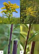 Imagem de Solidago gigantea Ait.