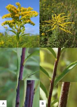 Imagem de Solidago gigantea Ait.