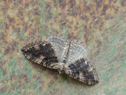 Image of Tissue Moth