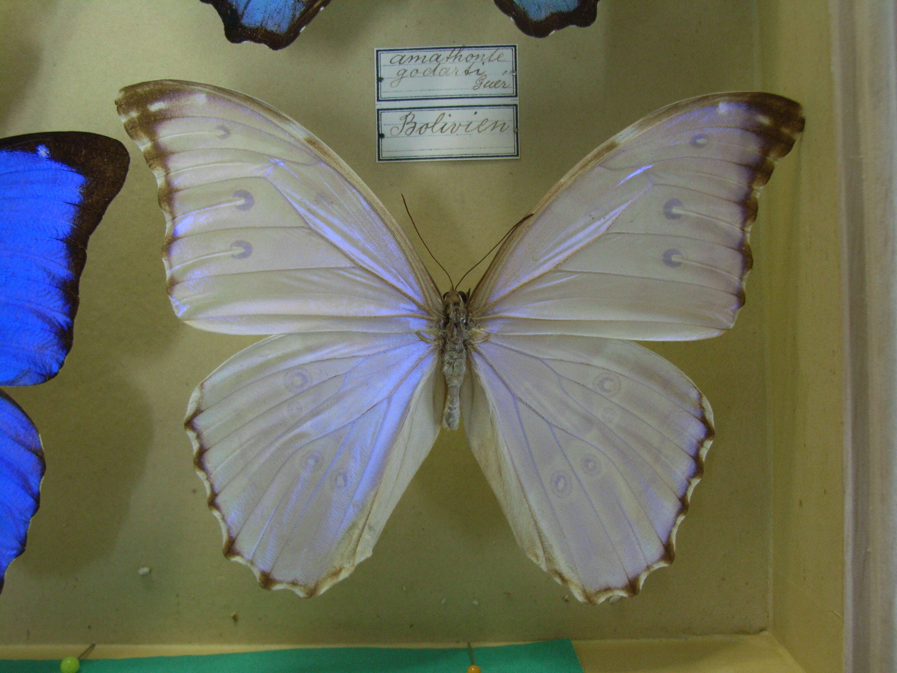 Imagem de Morpho menelaus Linnaeus 1758