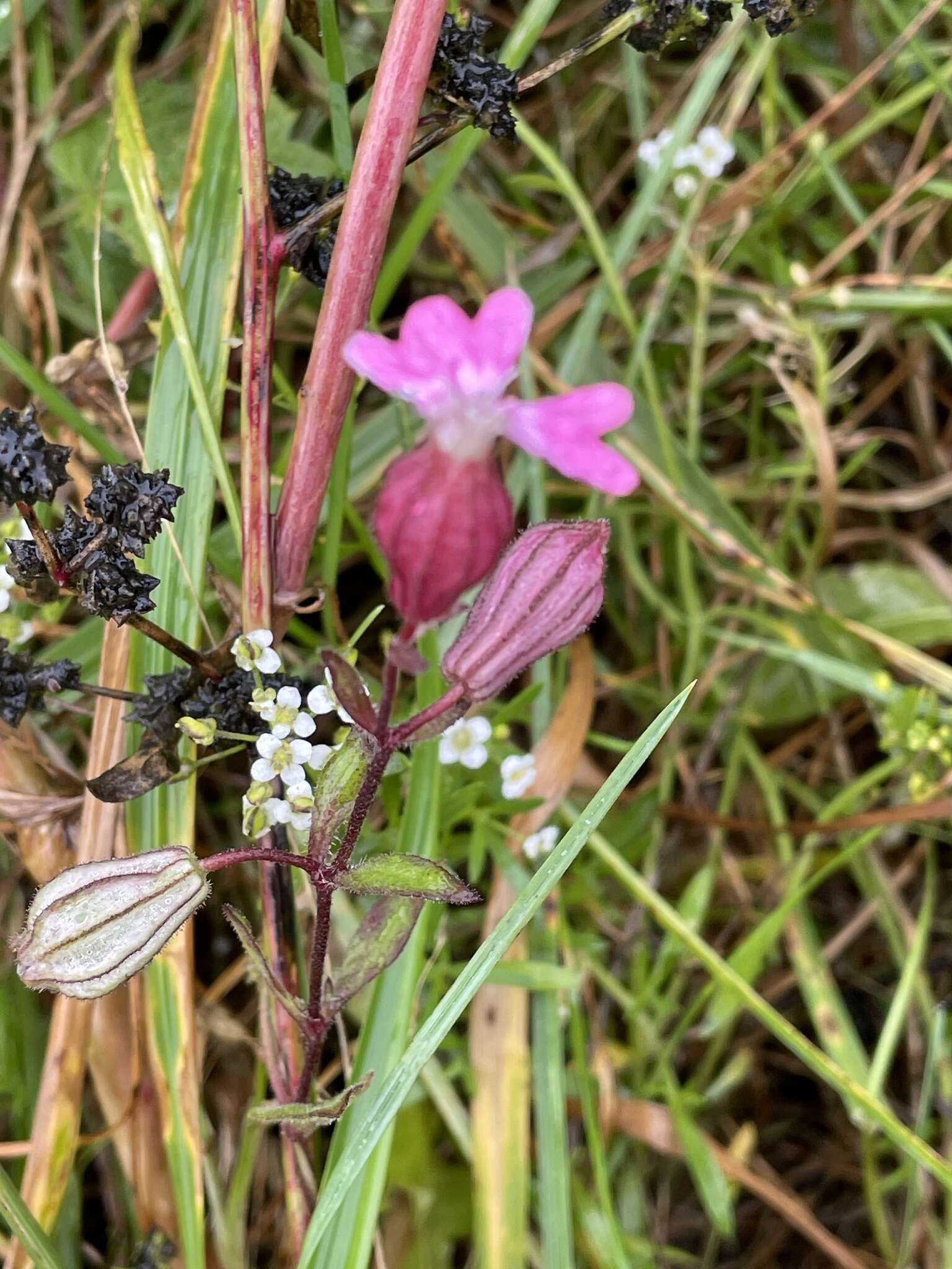 Image of nodding catchfly