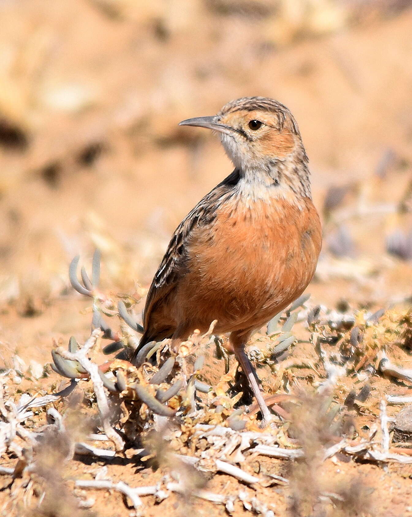 Imagem de Chersomanes Cabanis 1851