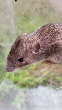 Image of Mexican spiny pocket mouse