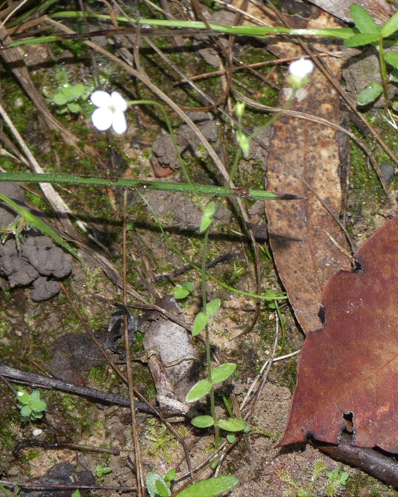 Image of Mitrasacme alsinoides R. Br.