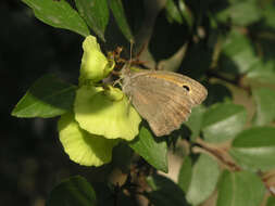 Image of Hyponephele lupinus Costa 1836