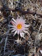 Imagem de Coryphantha ottonis (Pfeiff.) Lem.