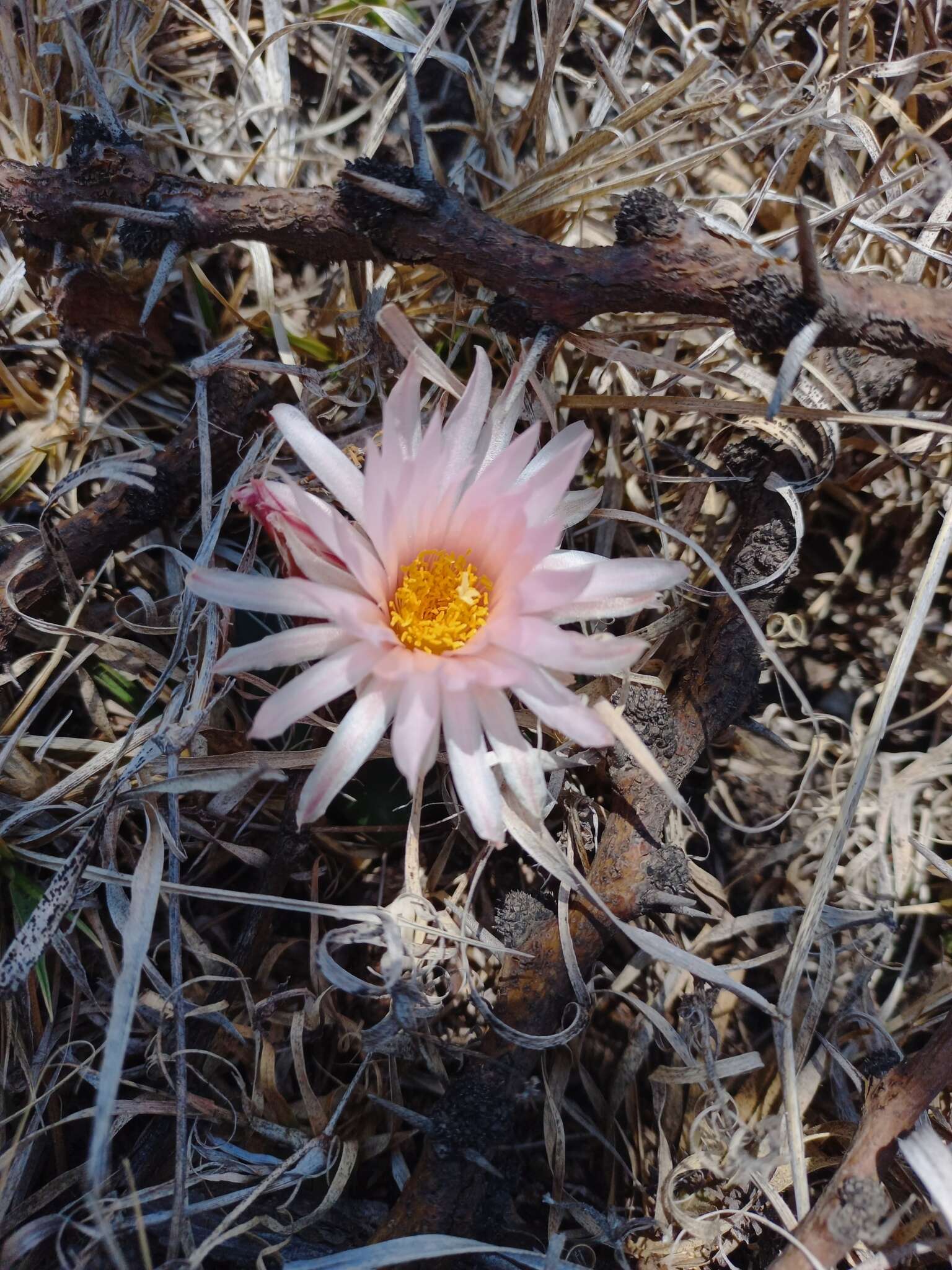 Image of Coryphantha ottonis (Pfeiff.) Lem.