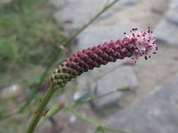 Image of Poterium tenuifolium (Fischer ex Link) Franch. & Savatier