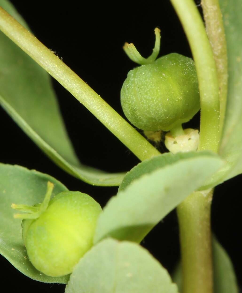 Image of Texas spurge