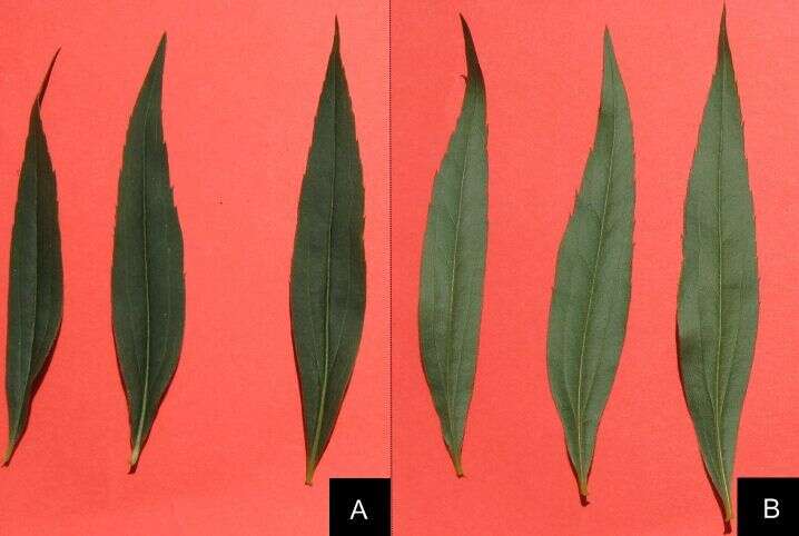 Imagem de Solidago gigantea Ait.