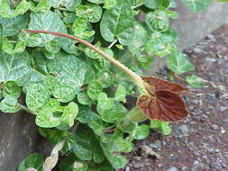 Image de Aristolochia lindneri A. Berger