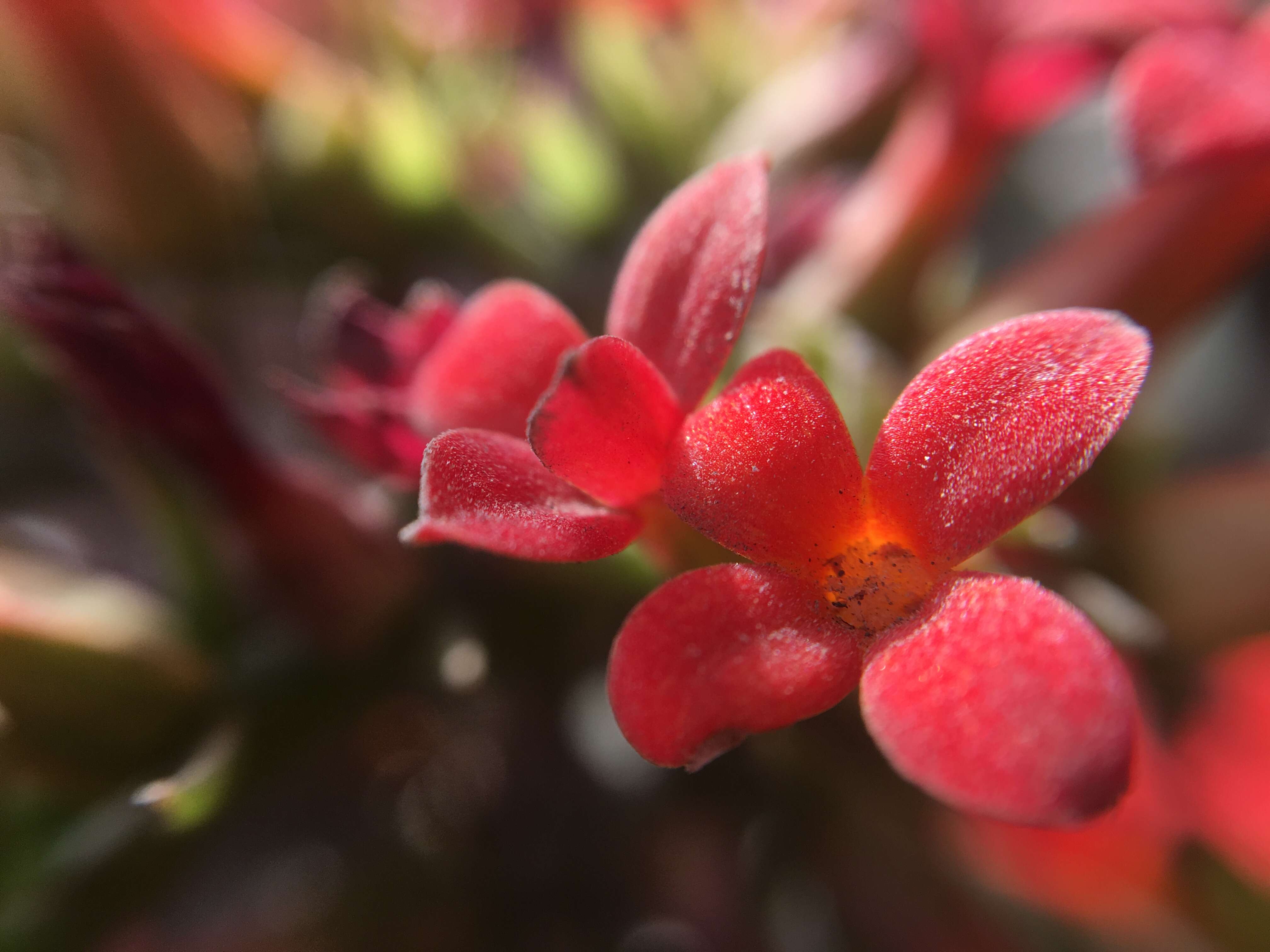 Image of Madagascar widow's-thrill