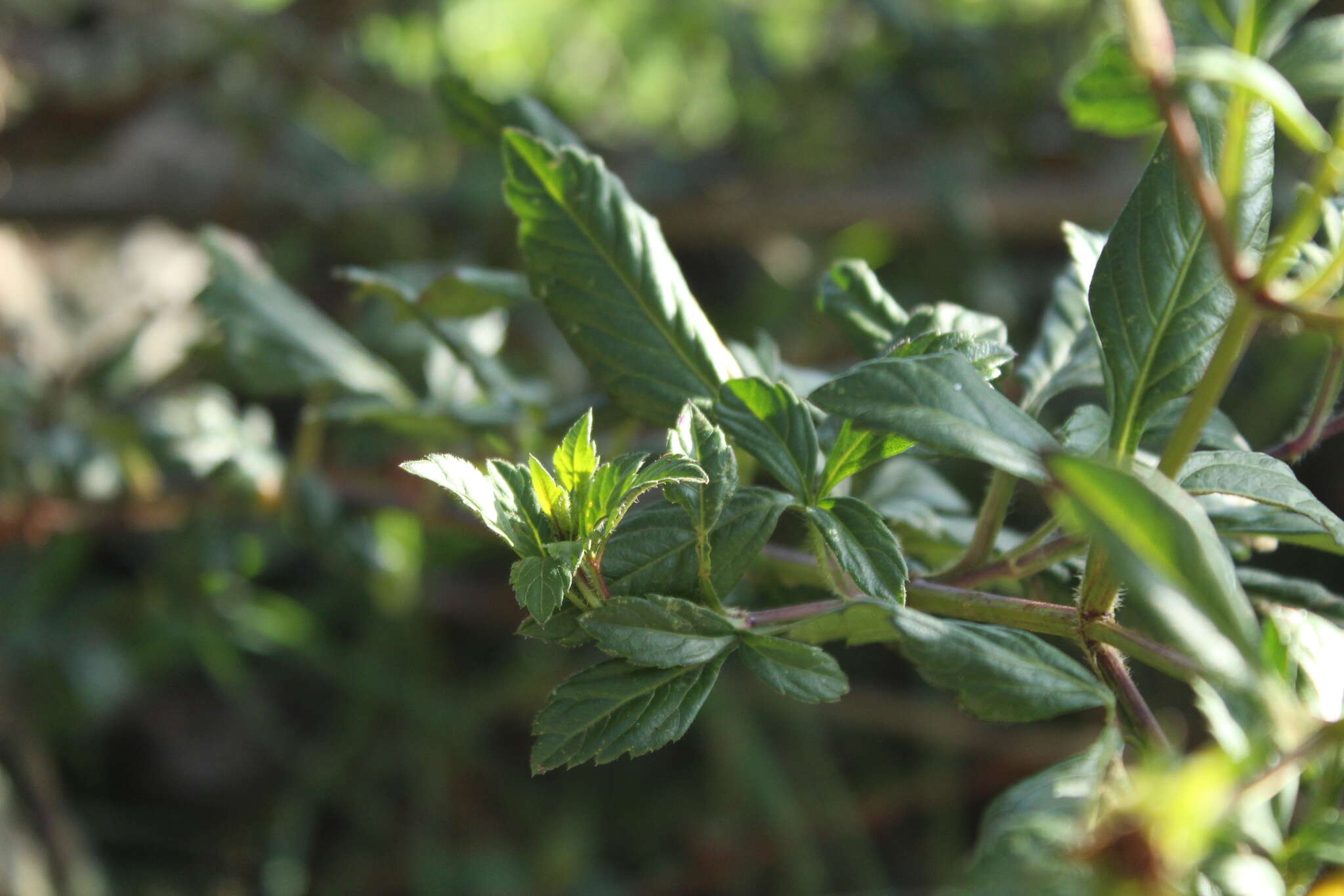 Image of Bidens rubifolia Kunth