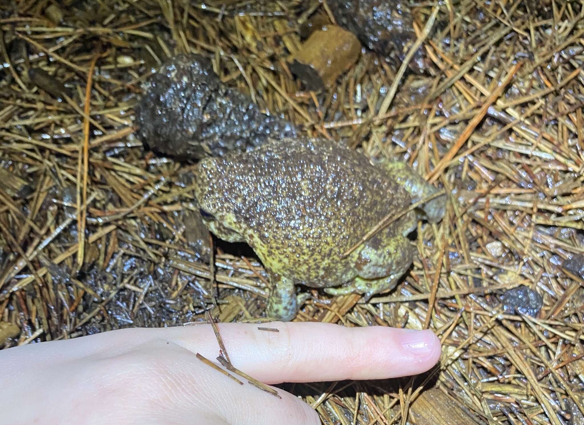 Image of Cape Rain Frog