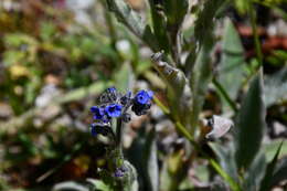 Image de Cynoglossum alpestre Ohwi