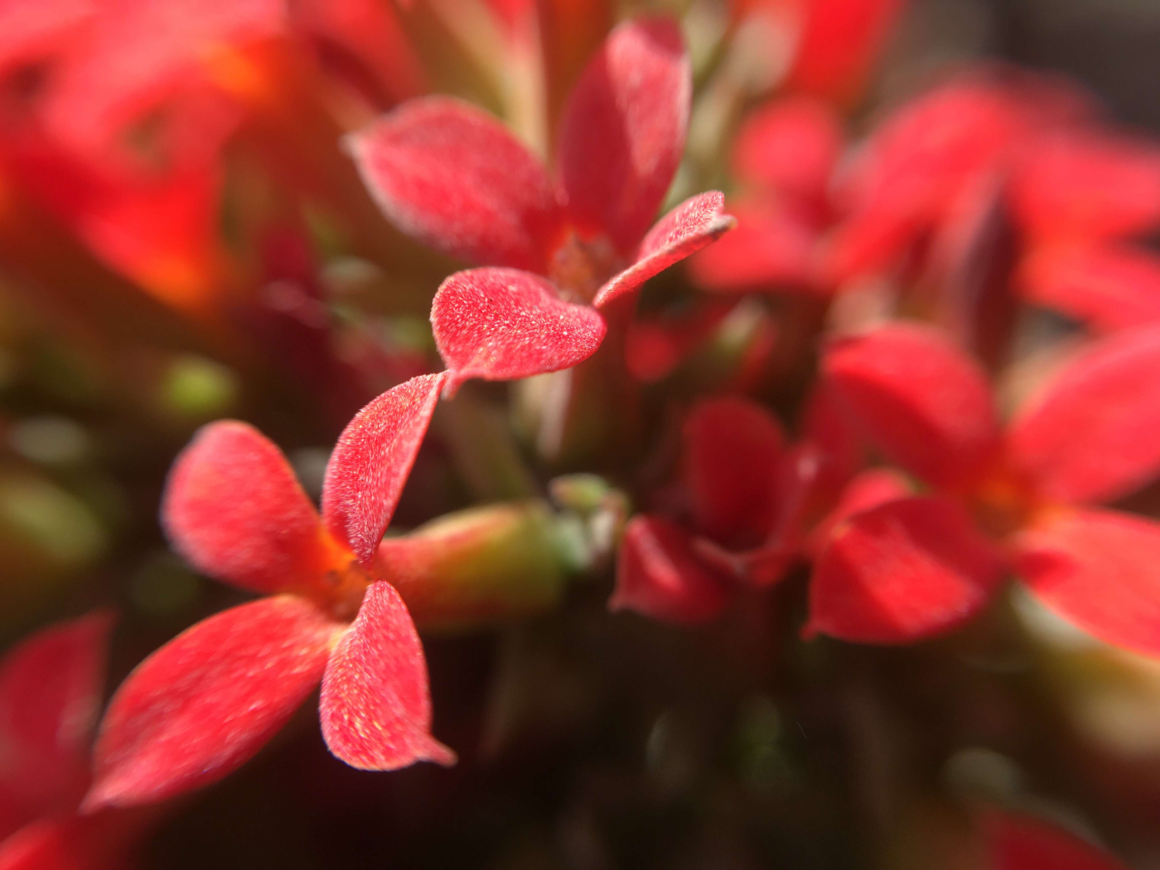 Image of Madagascar widow's-thrill