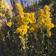 Image de Solidago guiradonis A. Gray