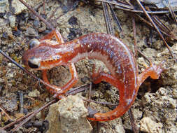 Image of Bay Lycian Salamander