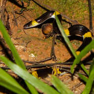 Image of Laos Wolf Snake