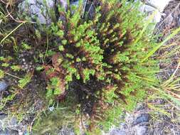 Image of Sand Everlasting