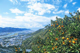 Image of Citrus unshiu