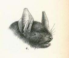 Image of Burmese Whiskered Bat