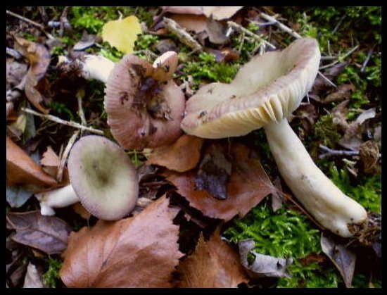 Image of Russula gracillima Jul. Schäff. 1931