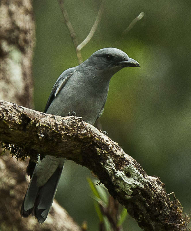 Image of Javan Cuckooshrike