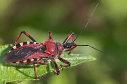 صورة Rhynocoris iracundus (Poda 1761)