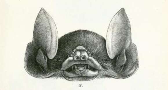 Image of Pteronotus subgen. Phyllodia Gray 1843