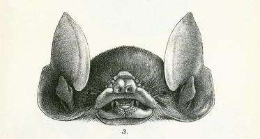 Image de Pteronotus subgen. Phyllodia Gray 1843