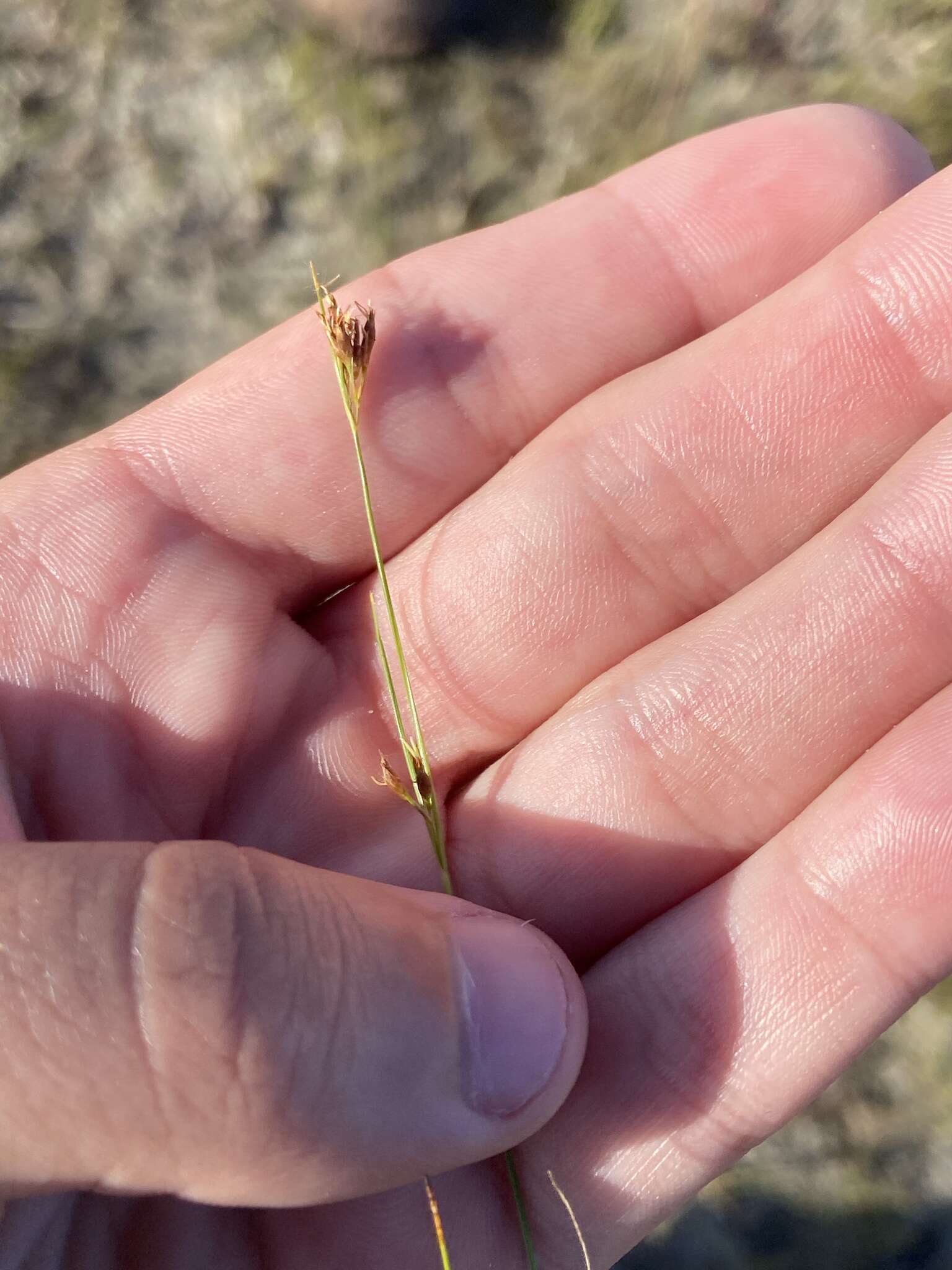 Image of Spreading Beak Sedge