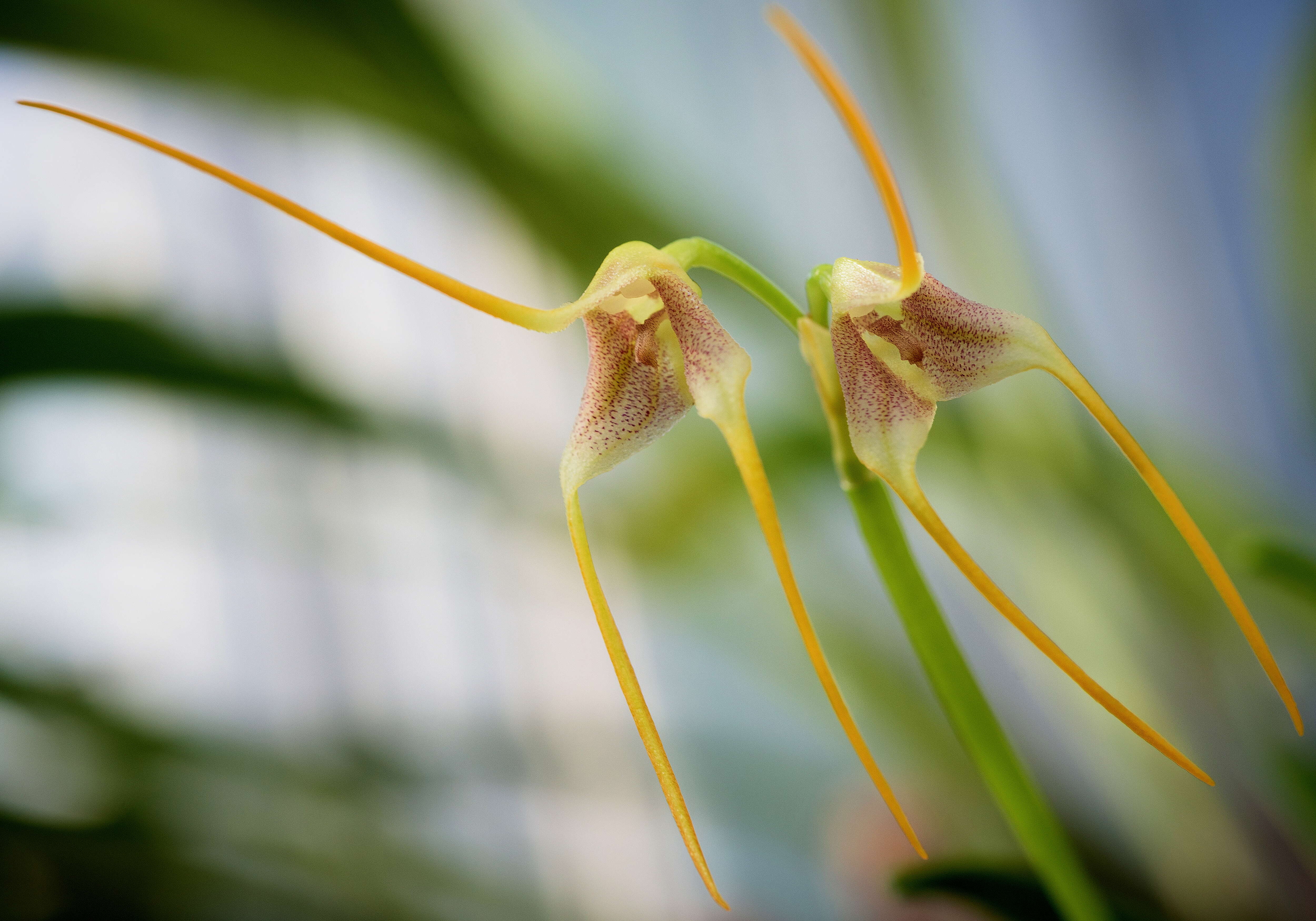 Image of masdevallia