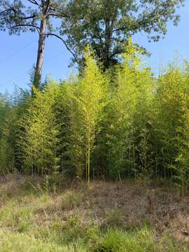 Слика од Phyllostachys aurea (André) Rivière & C. Rivière