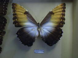 Image of Morpho hecuba Linnaeus 1771