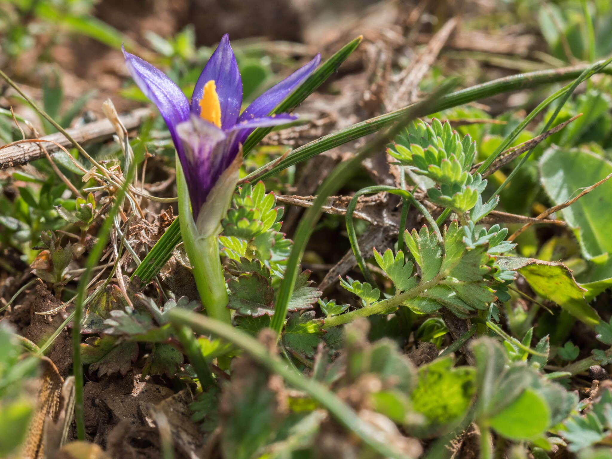 Sivun Romulea linaresii subsp. graeca Bég. kuva