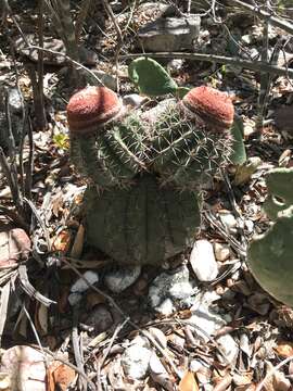 Image de Melocactus zehntneri (Britton & Rose) Leutzelb.