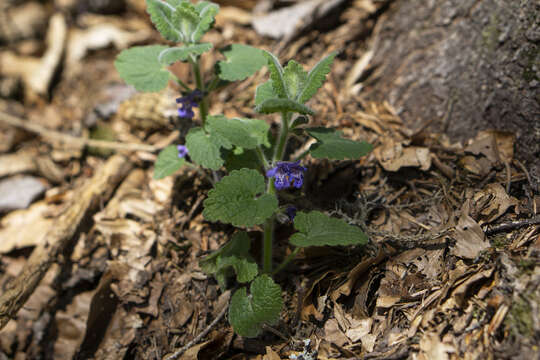 Image of Glechoma hirsuta Waldst. & Kit.