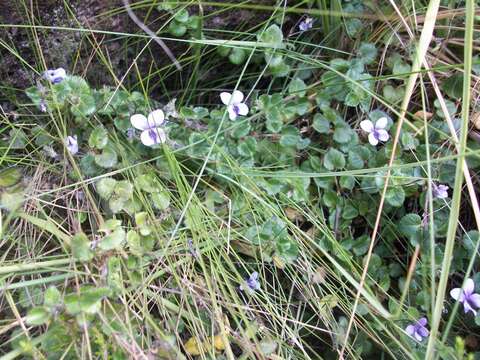 Image of Viola eminii (Engl.) Fries