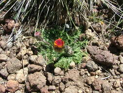 Image of Senecio asplenifolius Griseb.