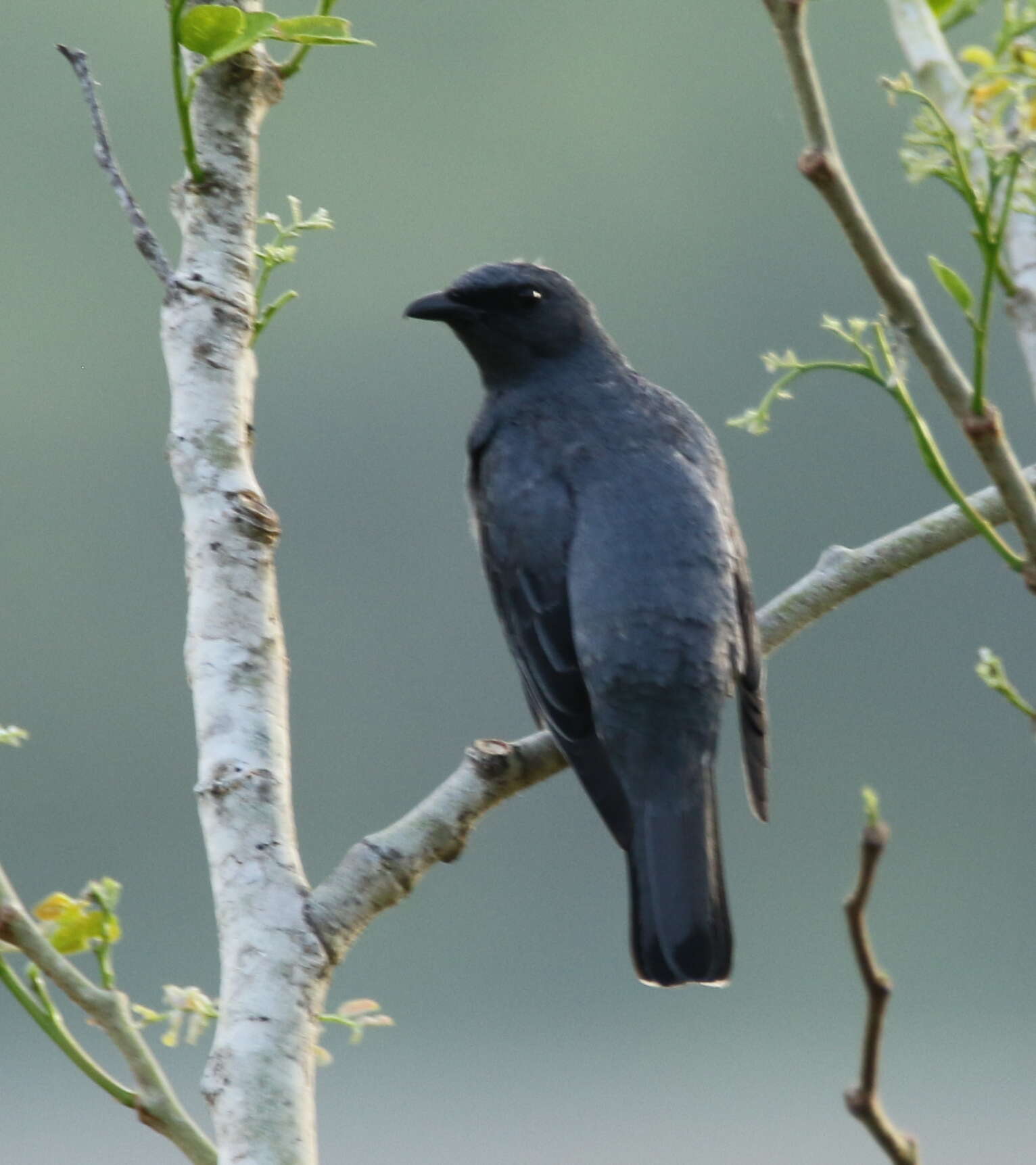 Image of Common Cicadabird